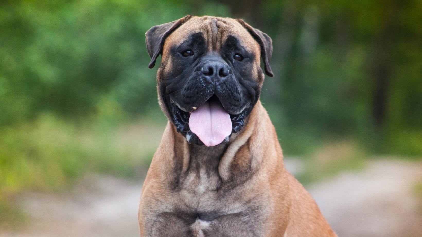 son los perros bullmastiff agresivos o peligrosos