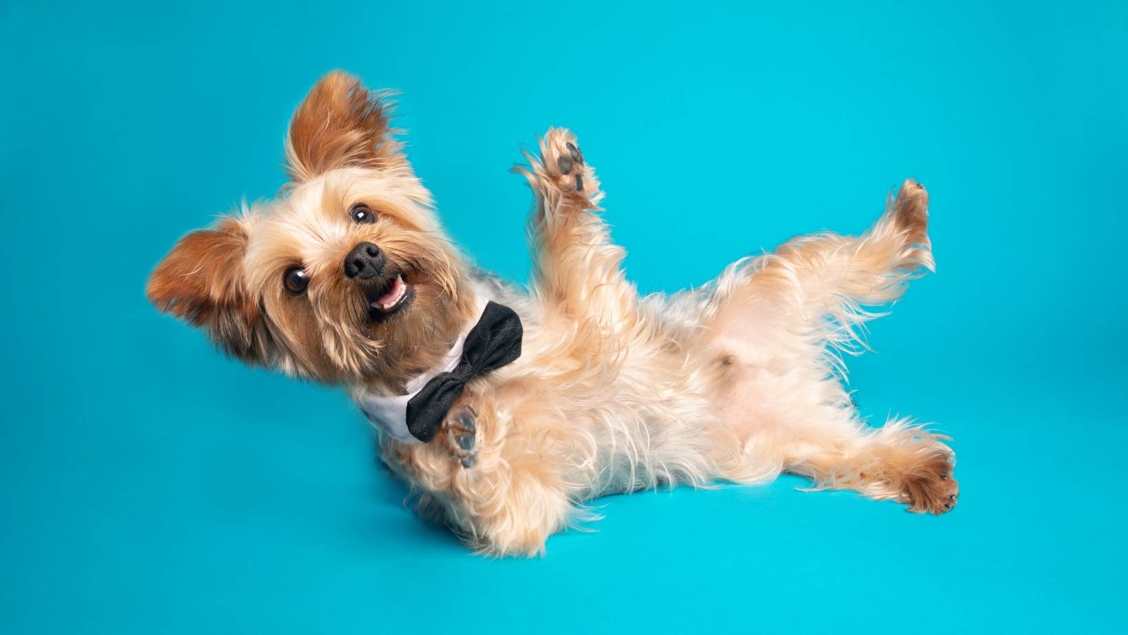 son yorkie yorkie poo criadores caniche terrier mezcla