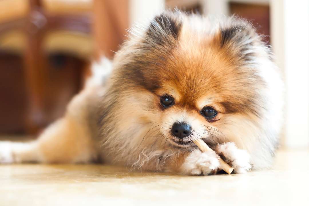 son los pomerania descendientes de los zorros