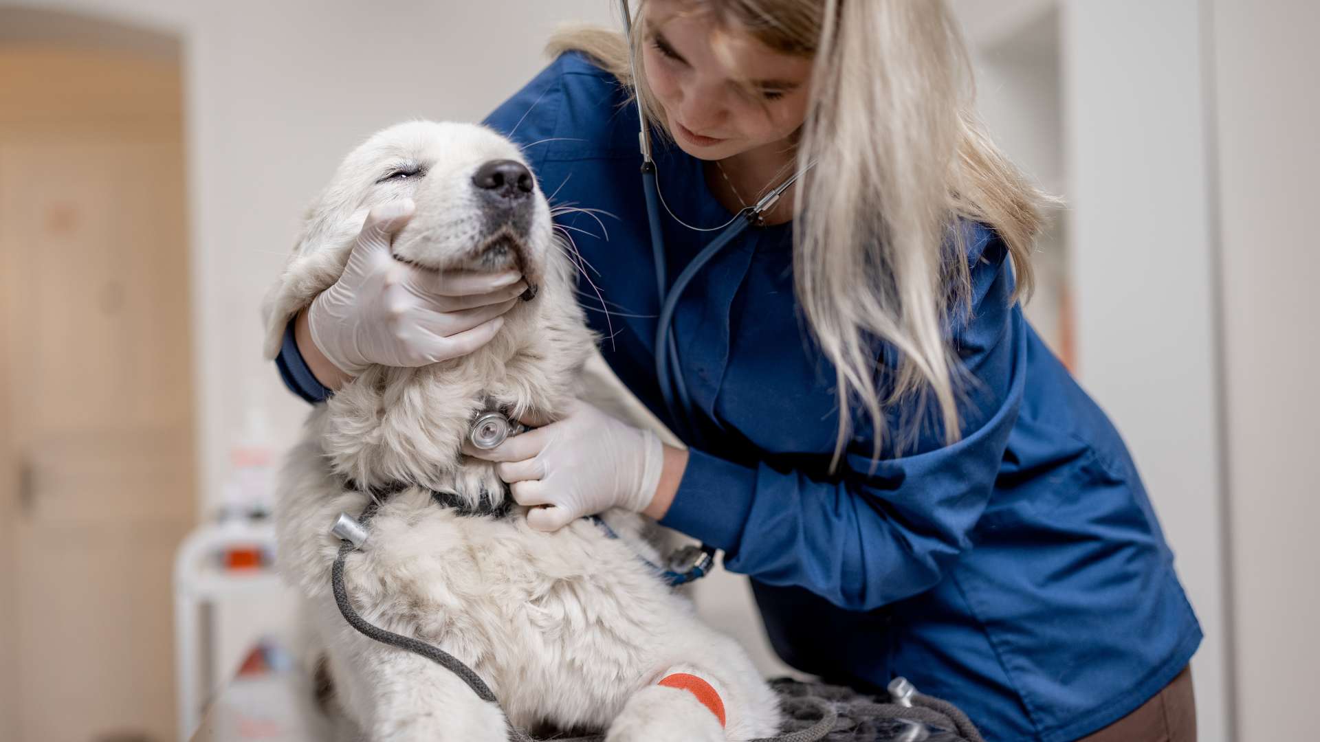 Verrugas En Perros Causas Síntomas Y Tratamiento