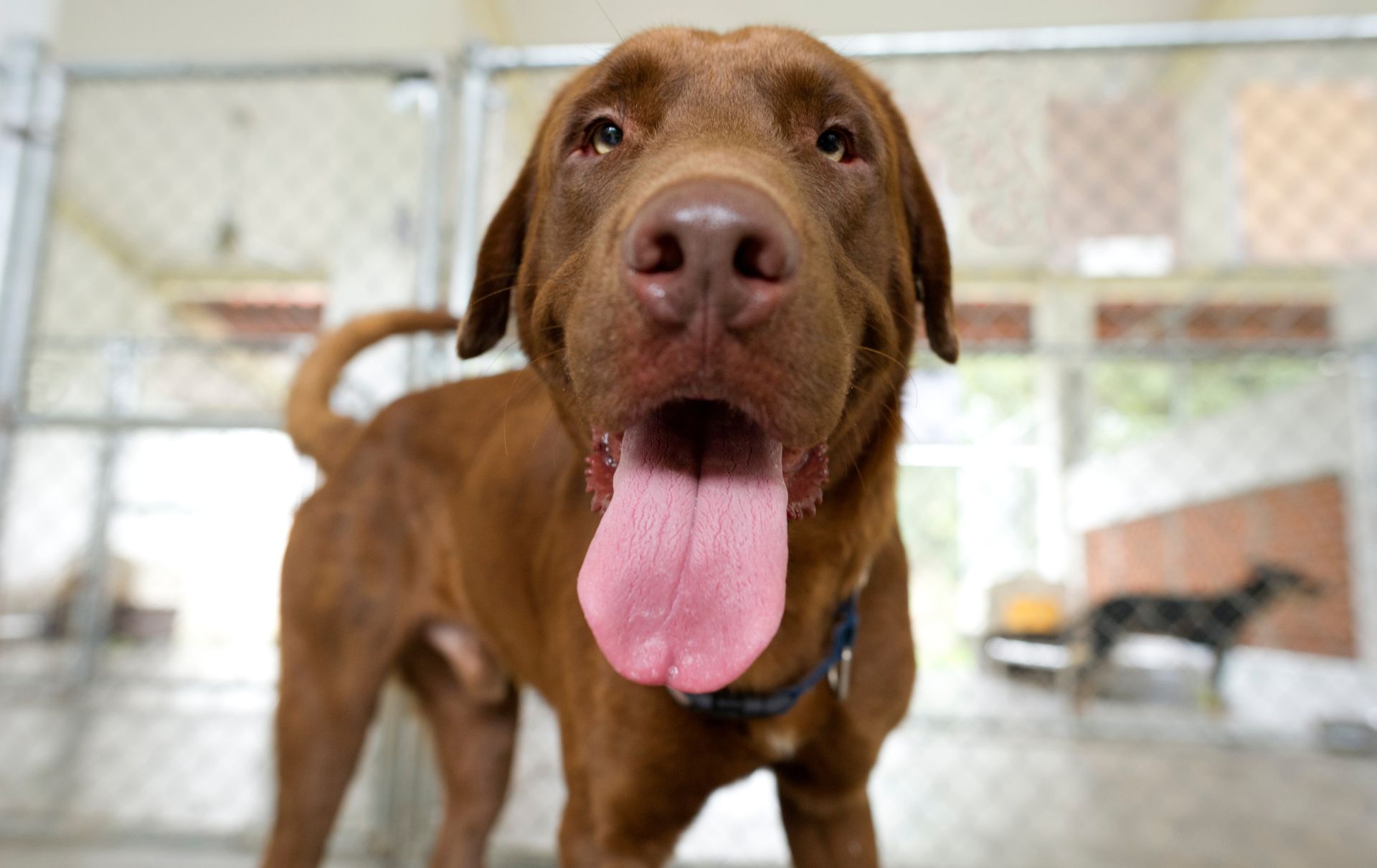 qué razas de perros tienen la lengua morada