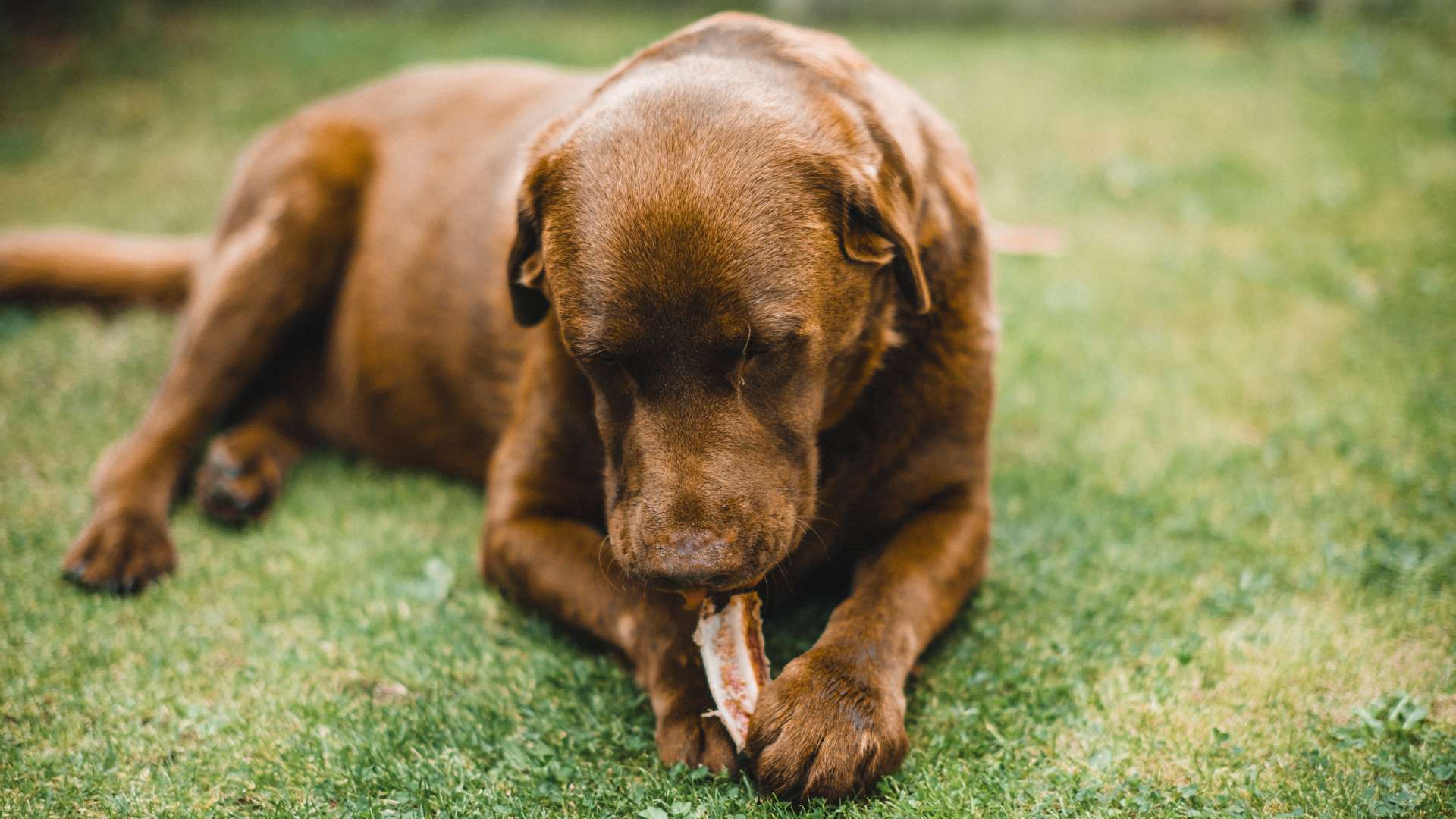 los perros con pancreatitis pueden comer pan