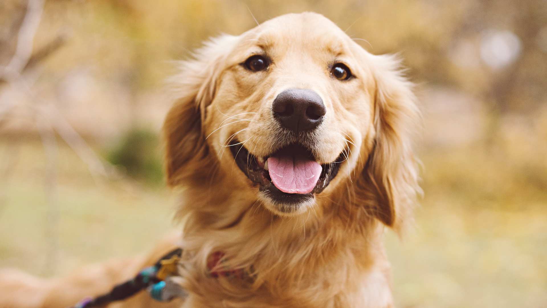 Personalidad del Golden Retriever: Que Debes Saber