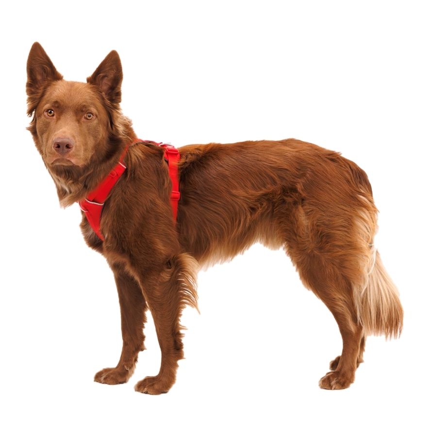 Ruffwear front range arnés - rojo, , large image number null